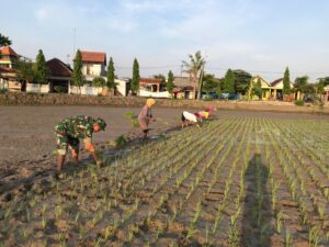 2. Babinsa Sendangrejo Terjun ke Sawah