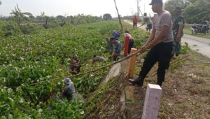 1. Koramil Karanggeneng Berantas Eceng Gondok