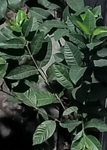 IMG20240321050627~2